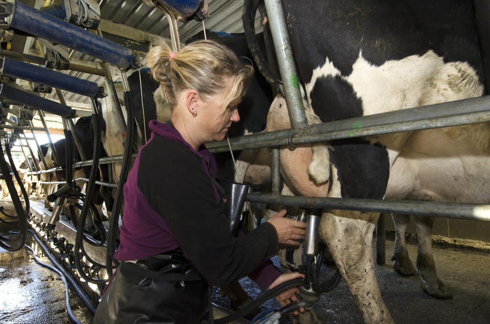 Milkwoman milks cows in milking facility PERIA NZ