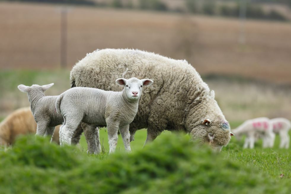 UK Farming